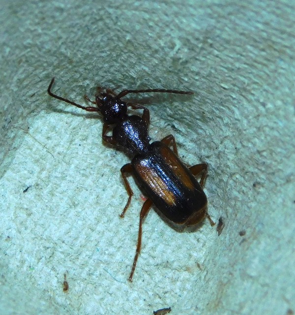 Polistichus connexus - barna sutafutó