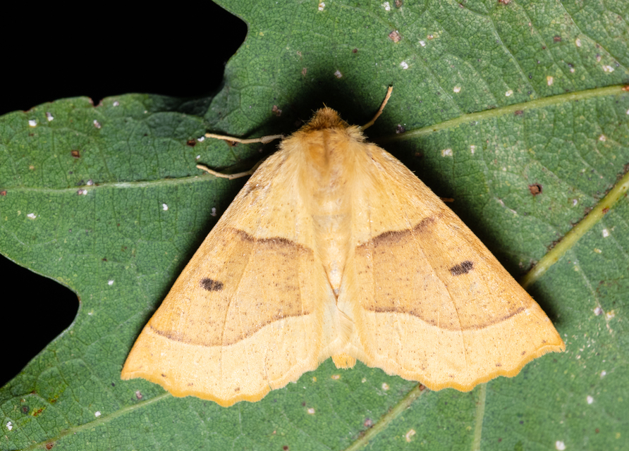 Crocallis elinguaria - sárga sávosaraszoló