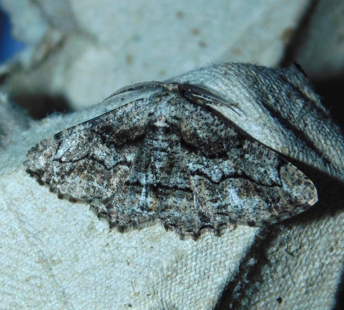 Synopsia sociaria - ürömaraszoló
