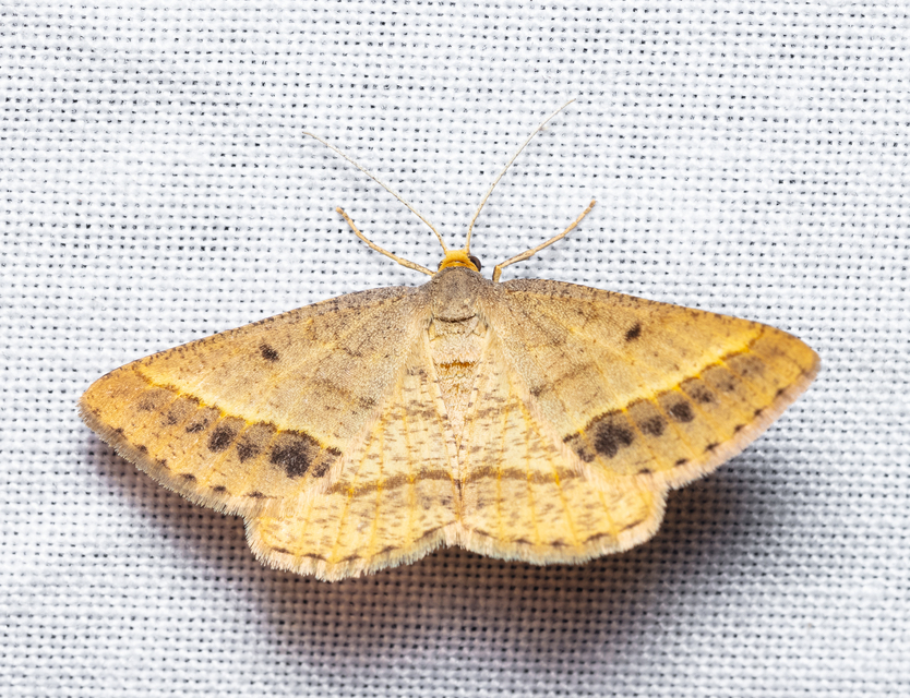 Tephrina arenacearia - lucerna-araszoló