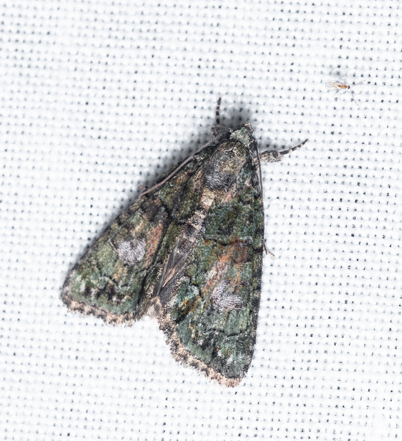 Cryphia algae - sárgászöld zuzmóbagoly