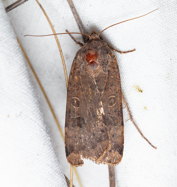 Noctua interposita - köztes sárgafűbagoly