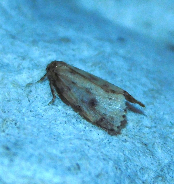 Thumata senex - mocsári medvelepke
