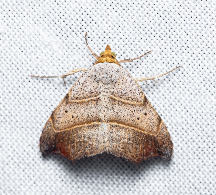 Laspeyria flexula - zuzmóbagoly