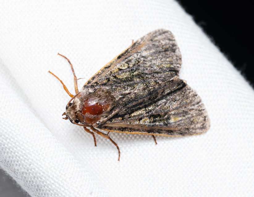 Craniophora ligustri - fagyalbagoly