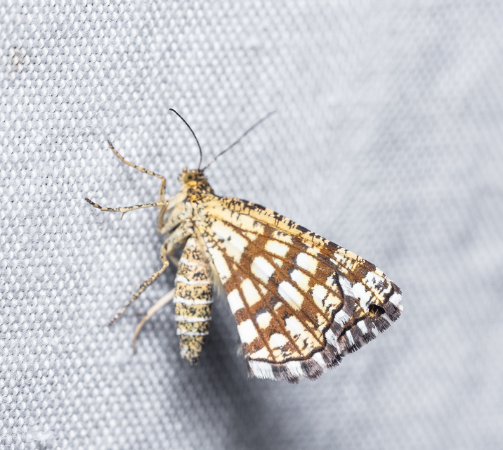 Chiasmia clathrata - rácsos rétiaraszoló