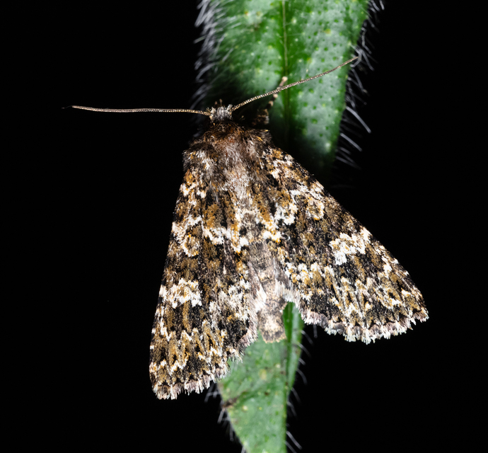 Polymixis polymita - kankalin-tarkabagoly