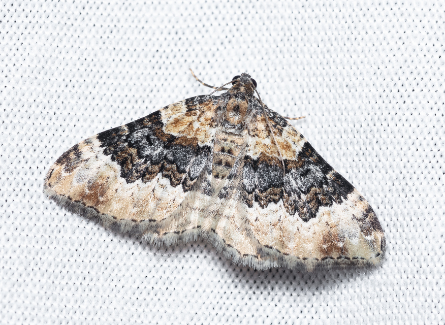 Epirrhoe galiata - sávos galajaraszoló
