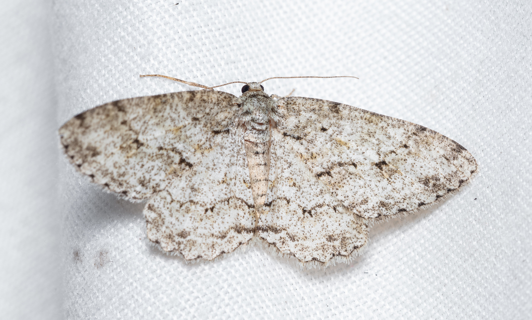 Ectropis crepuscularia - avararaszoló
