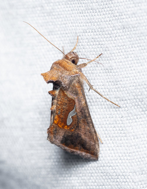 Macdunnoughia confusa - cseppfoltos ezüstbagoly