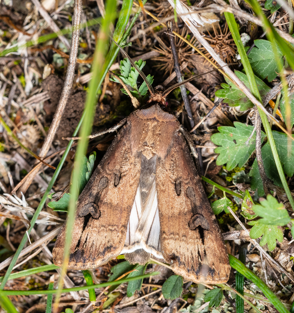 Agrotis ipsilon - nagy földibagoly