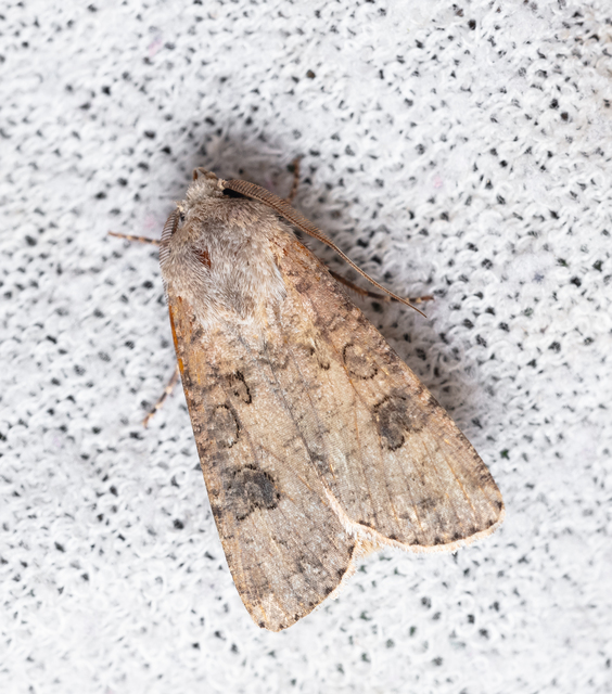 Agrotis segetum - vetési földibagoly