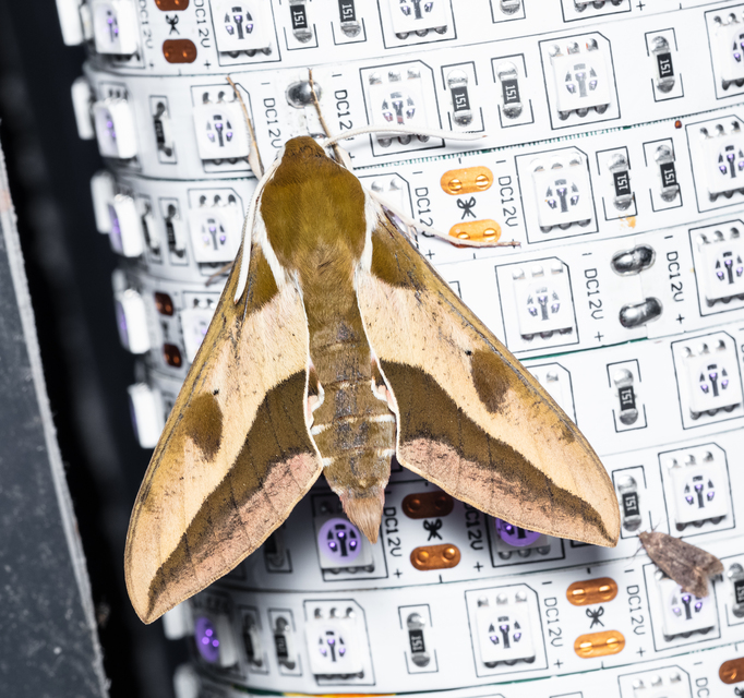 Hyles euphorbiae - kutyatejszender