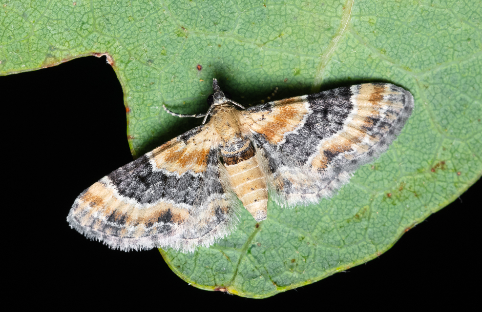 Eupithecia linariata - vonalas törpearaszoló