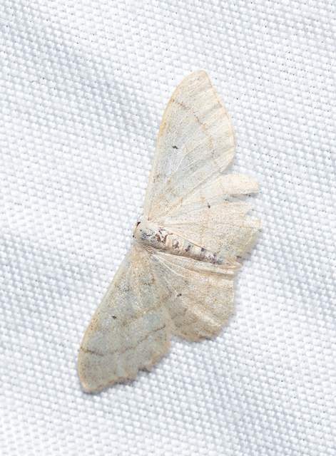 Idaea deversaria - egyszínű sávosaraszoló