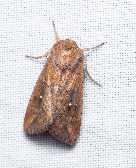 Mythimna albipuncta - fehérpettyes rétibagoly