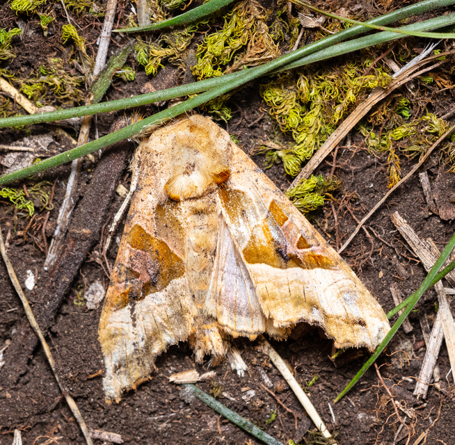 Phlogophora meticulosa - vándorló csipkésbagoly