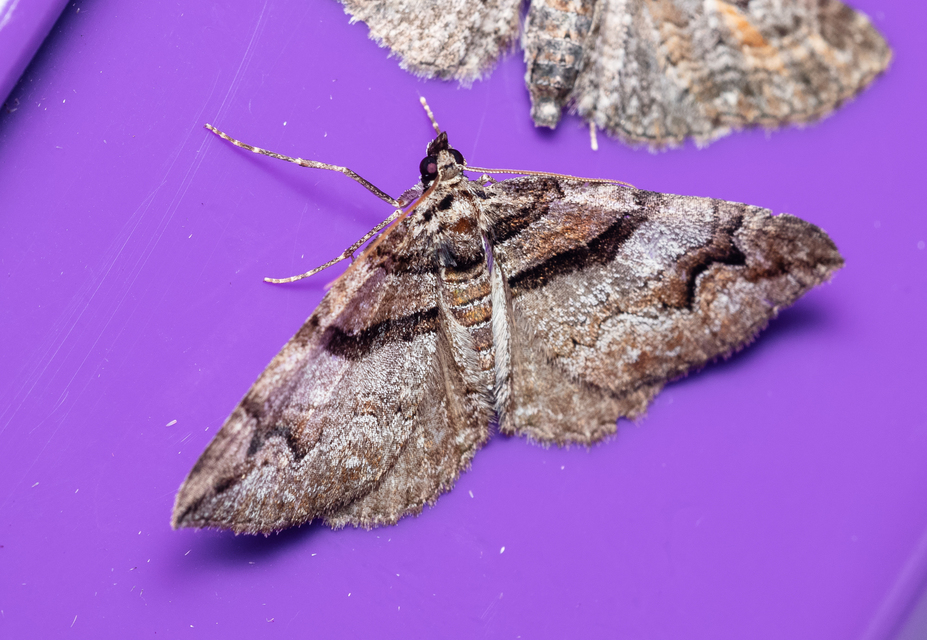Pareulype berberata - sóskafa-tarkaaraszoló