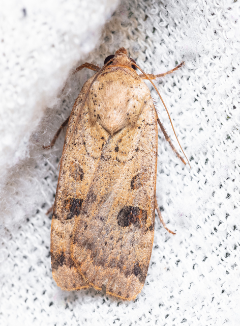 Noctua interposita - köztes sárgafűbagoly