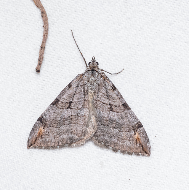 Aplocera efformata/plagiata