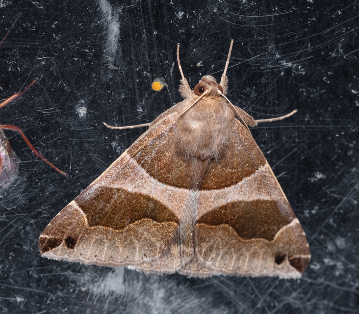 Dysgonia algira - déli porcelánbagoly
