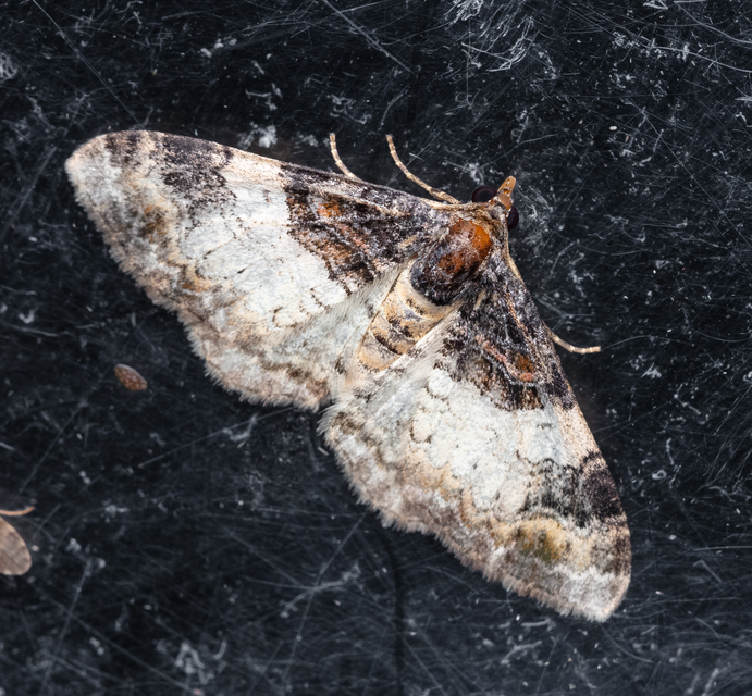 Catarhoe cuculata - csuklyás tarkaaraszoló