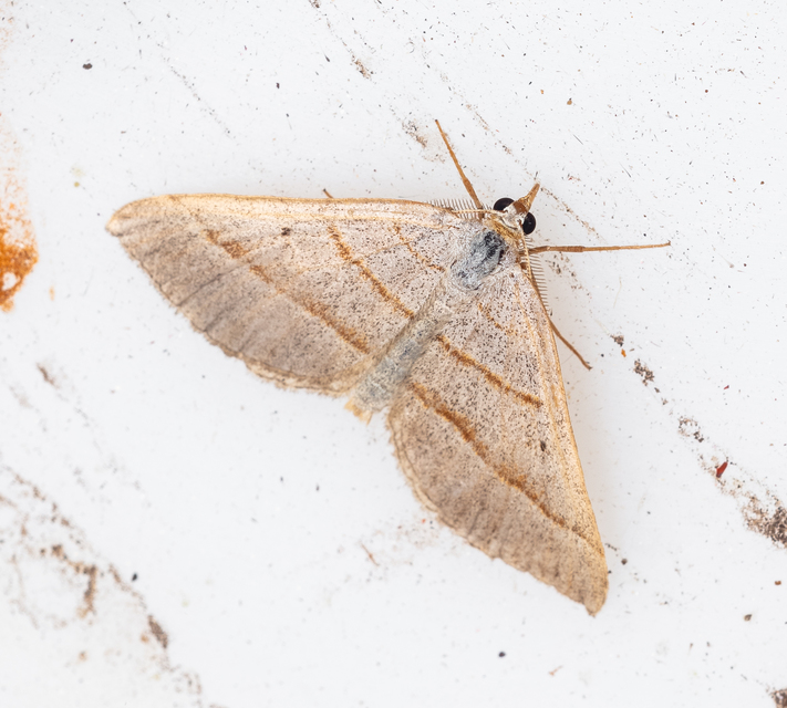 Scotopteryx mucronata/luridata/ignorata
