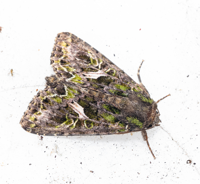 Trachea atriplicis - nyári zöldbagoly
