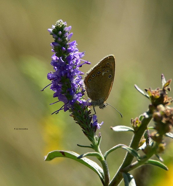 Coenonympha glycerion - közönséges szénalepke