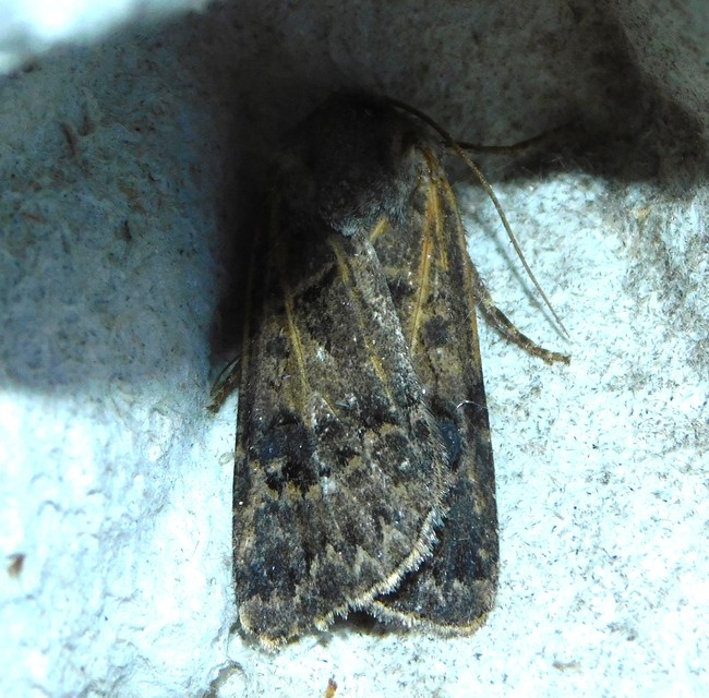 Agrotis bigramma - kétjegyű földibagoly