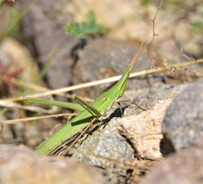 Acrida ungarica - sisakos sáska