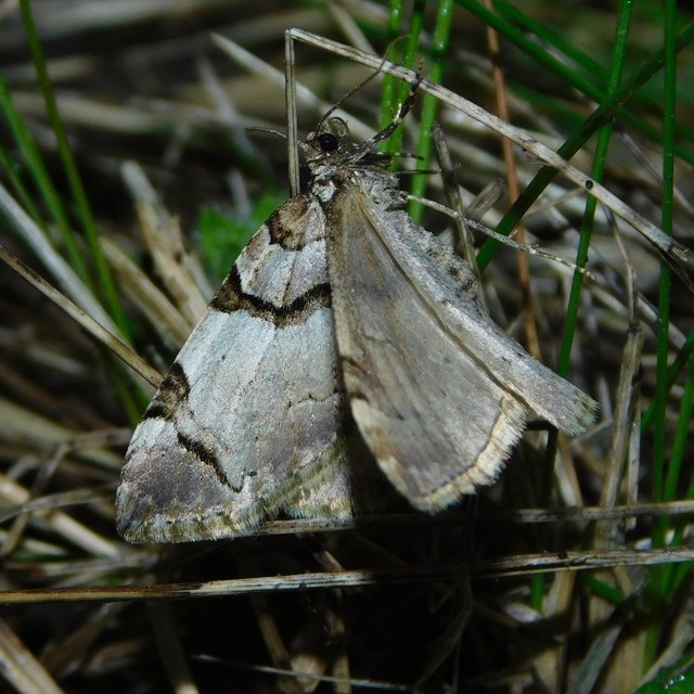 Anticlea derivata - vadrózsa-tarkaaraszoló