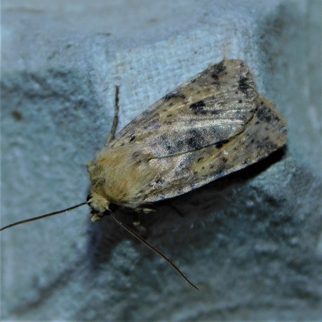 Conistra rubiginea - vörös őszibagoly