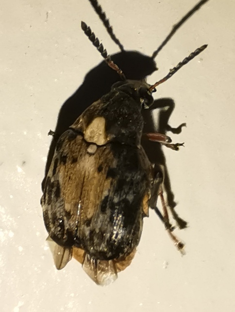 Megabruchidius dorsalis - foltoshátú lepényfazsizsik