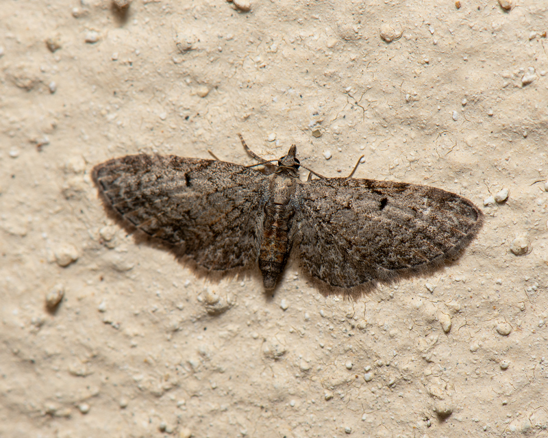 Eupithecia tenuiata - sötétszegélyű törpearaszoló