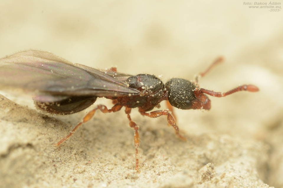 Myrmecina graminicola - ráncoshangya