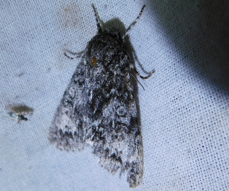 Acronicta megacephala - nagyfejű szigonyosbagoly