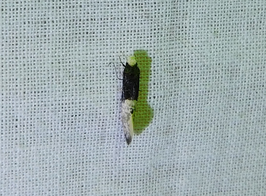 Trichophaga tapetzella - takácsmoly