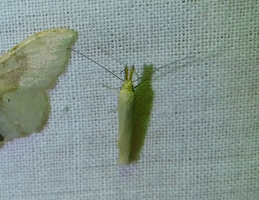 Pleurota