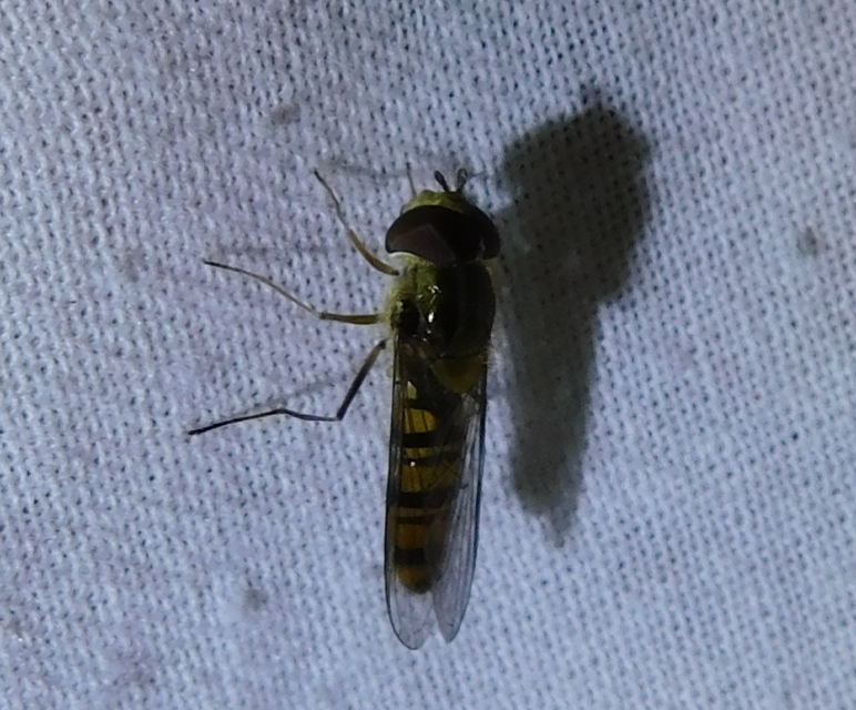 Episyrphus balteatus - ékfoltos zengőlégy