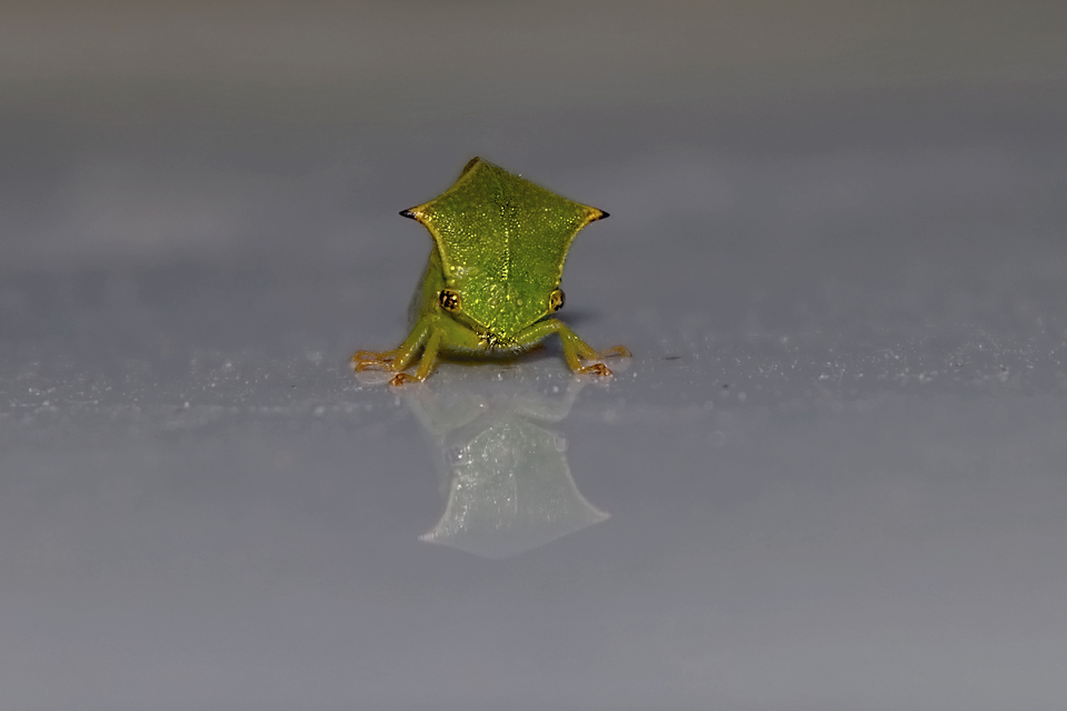 Stictocephala bisonia - bivalykabóca