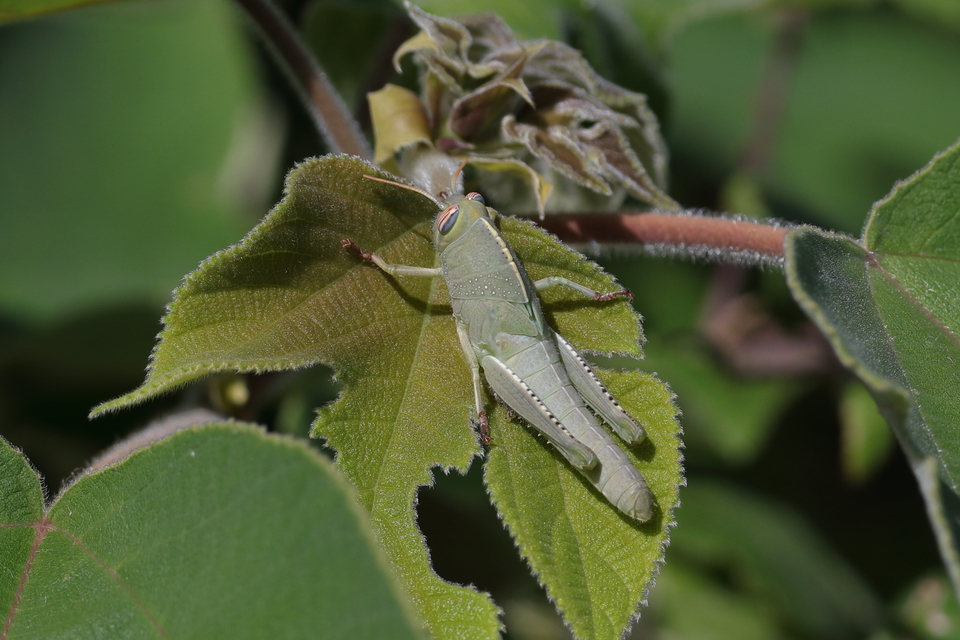 Anacridium aegyptium - egyiptomi sáska