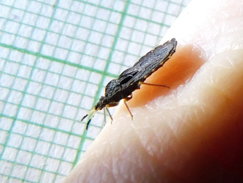 Aradus distinctus