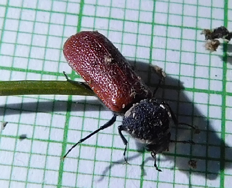 Bostrichus capucinus - piros csuklyásszú