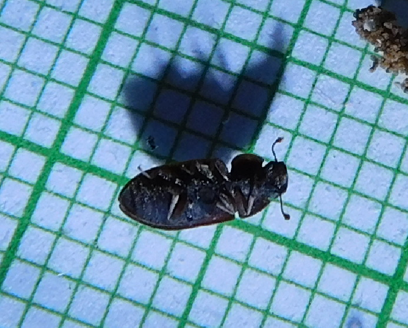 Colobicus hirtus - szegélyes héjbogár