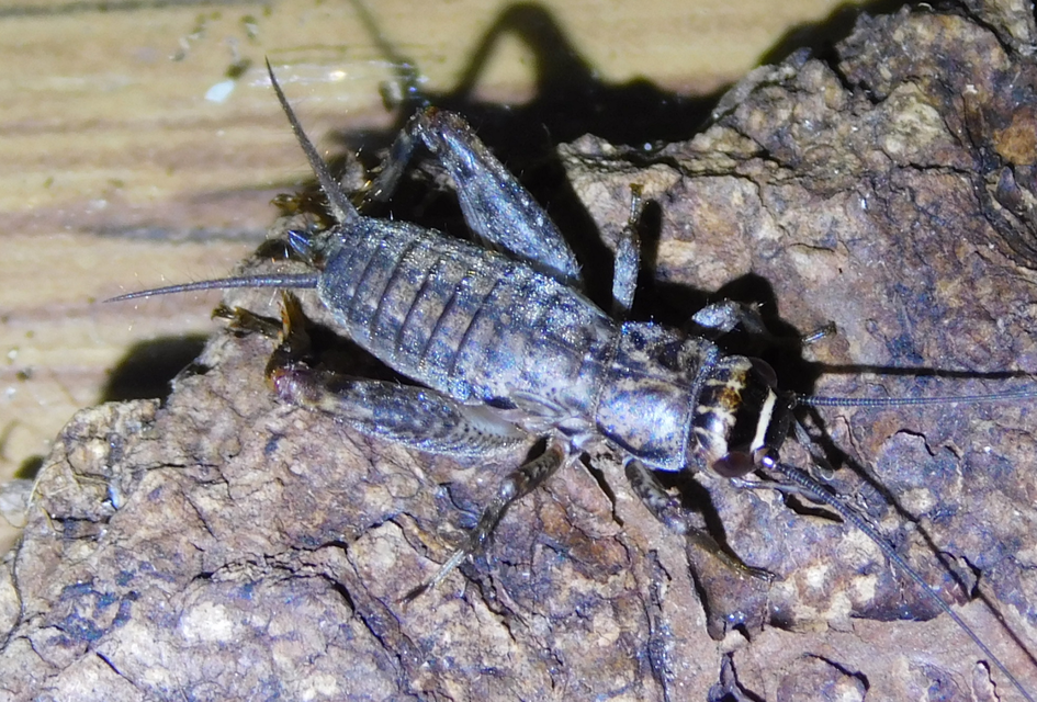 Eumodicogryllus bordigalensis - bordói tücsök