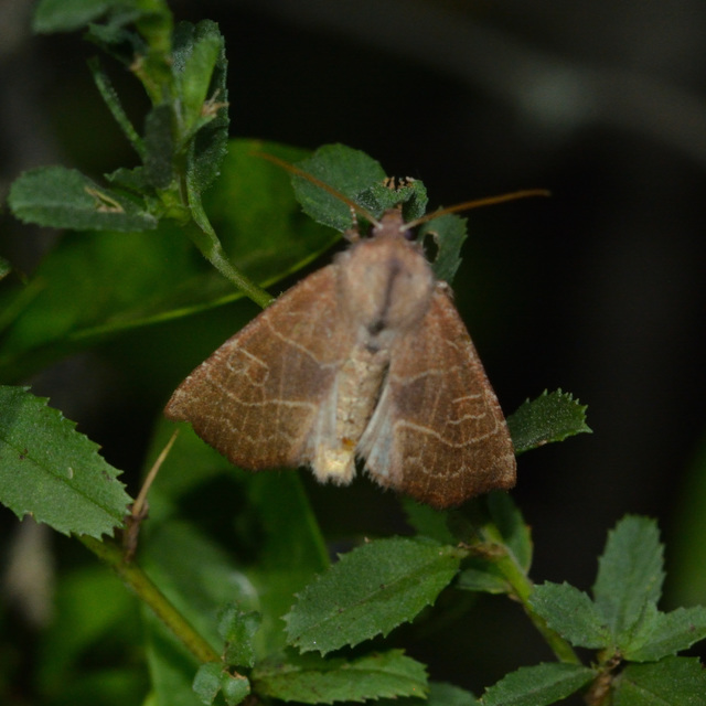 Atethmia ambusta - körtebagoly