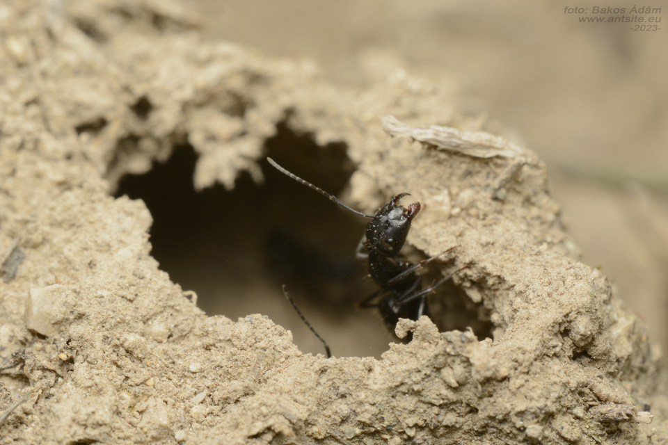 Camponotus aethiops - szőrös lóhangya