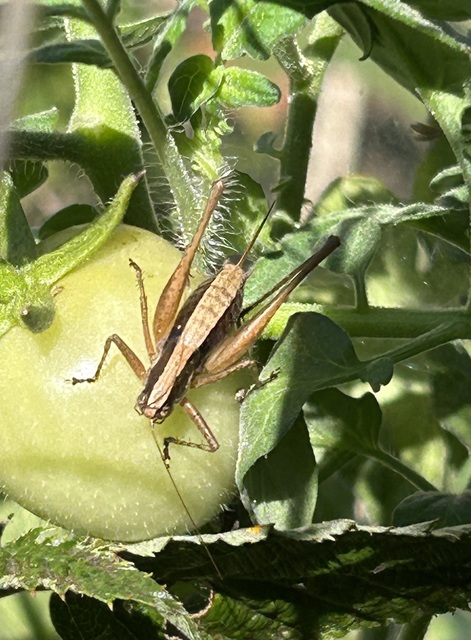 Yersinella raymondi