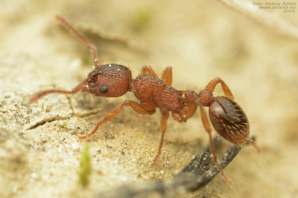 Myrmica specioides - pusztai bütyköshangya